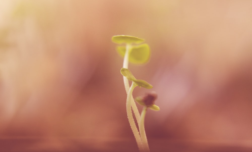 macro photography of plant sprout