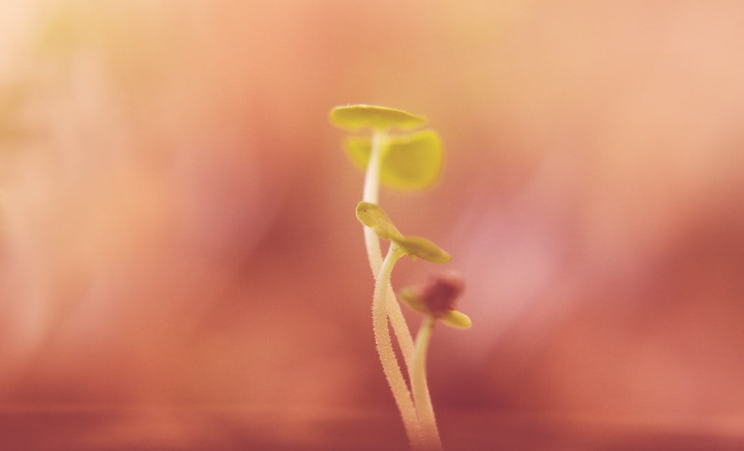 macro photography of plant sprout