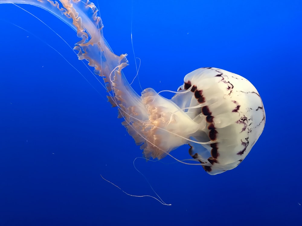 a jellyfish swimming in the blue water