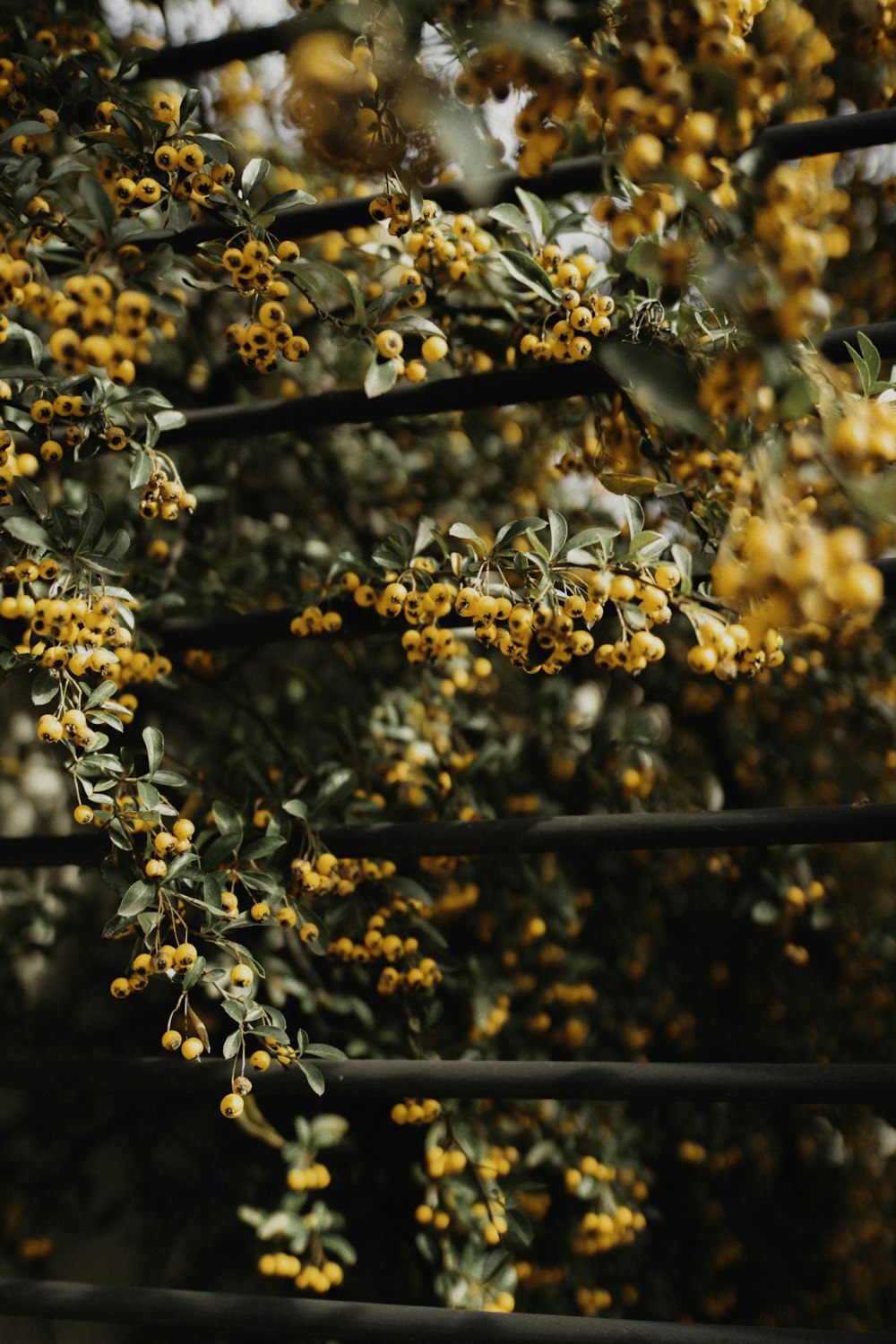 yellow flowers