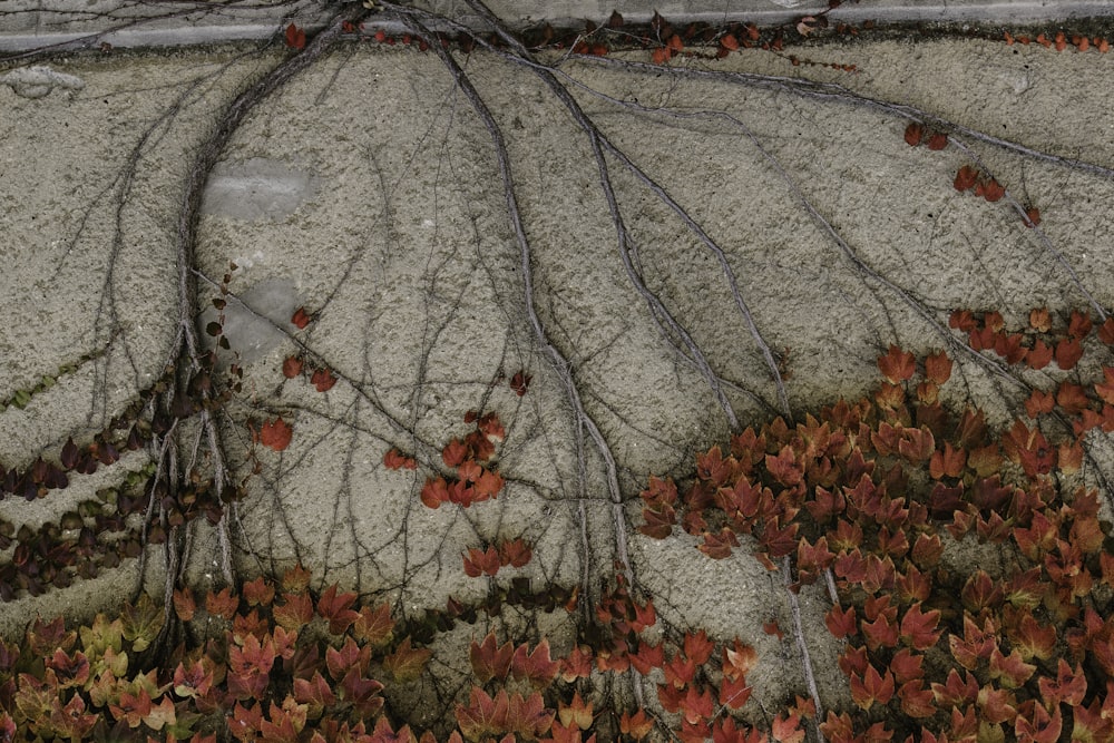 red leafed plants on gray concrete surface
