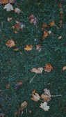 Leaves cleared from a sidewalk and lawn during autumn, revealing tidy pathways and vibrant grass.