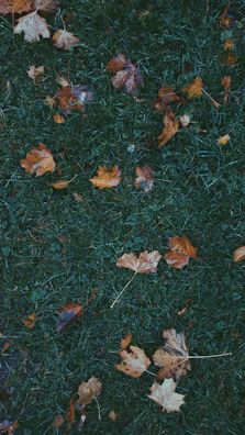 Leaves cleared from a sidewalk and lawn during autumn, revealing tidy pathways and vibrant grass.