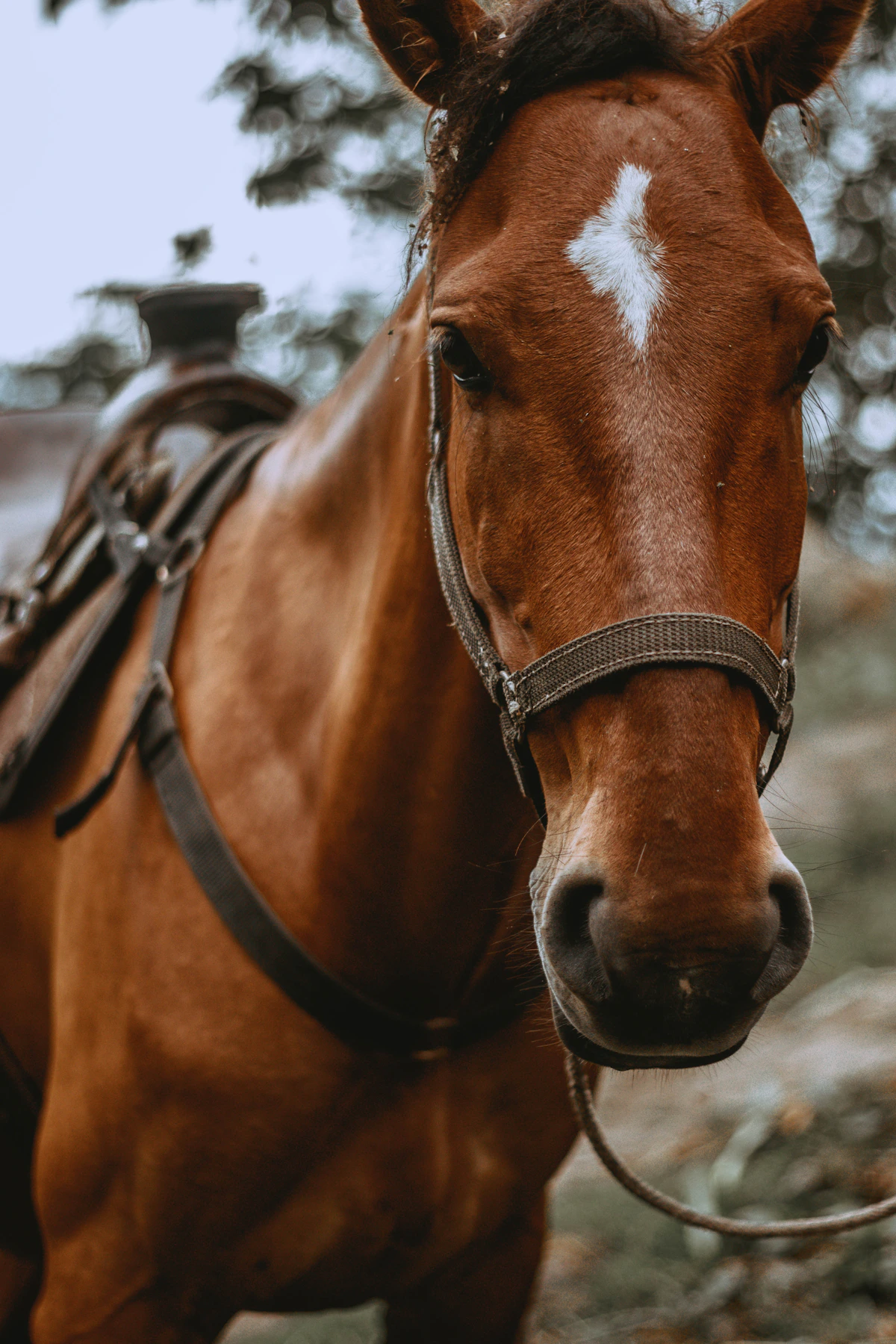 Brown horse in natural light