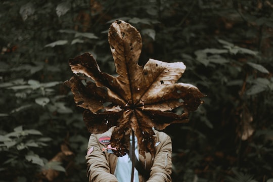person holding dried leaf in Bogota Colombia
