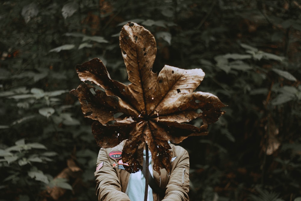 person holding dried leaf