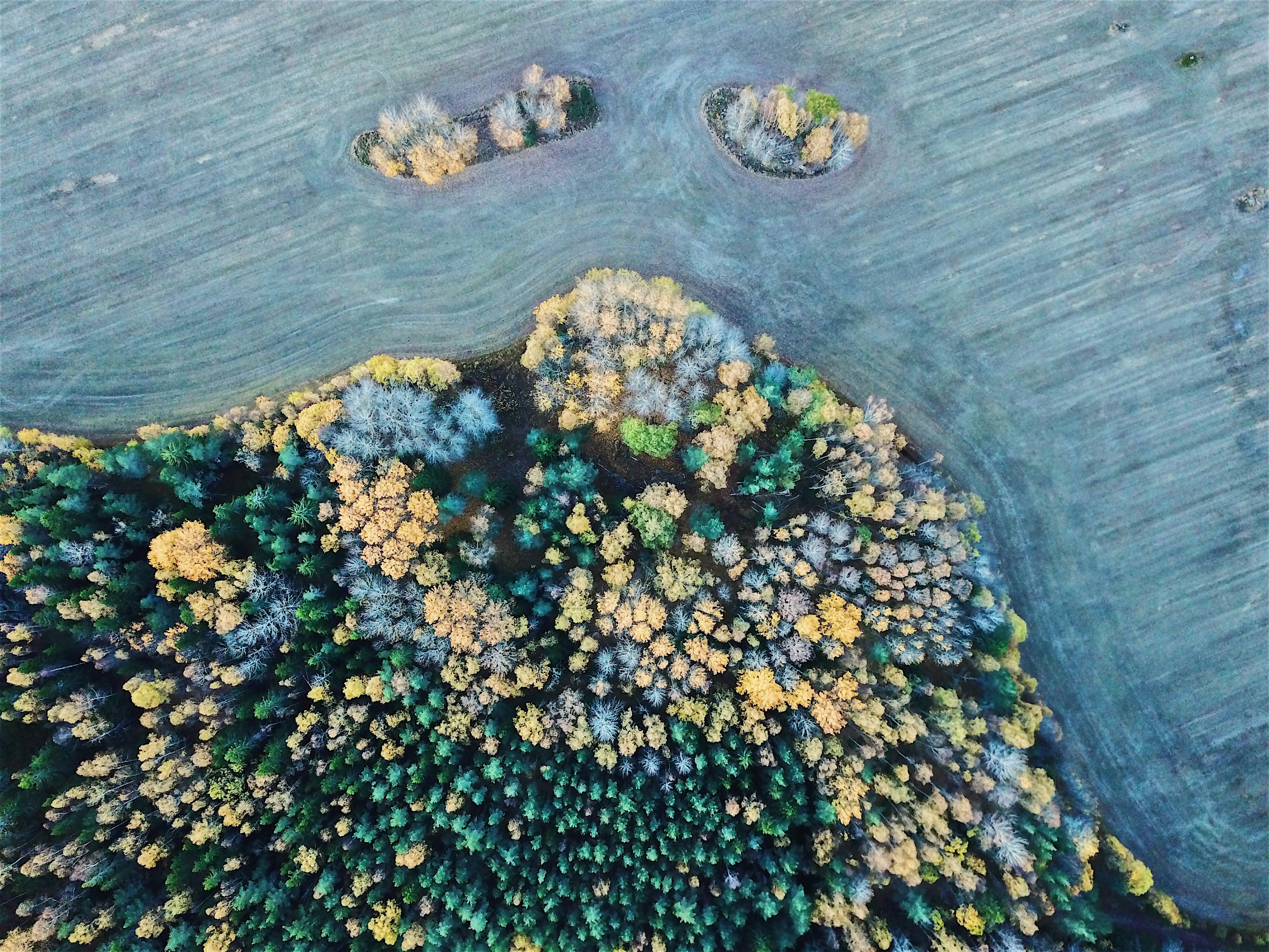 bird's eye view of trees