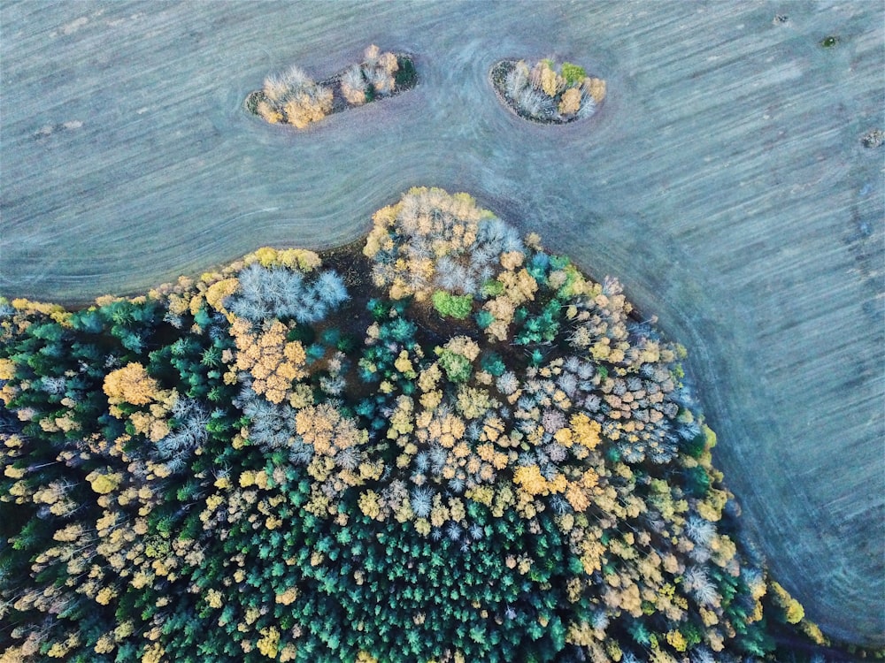 Vista a volo d'uccello degli alberi