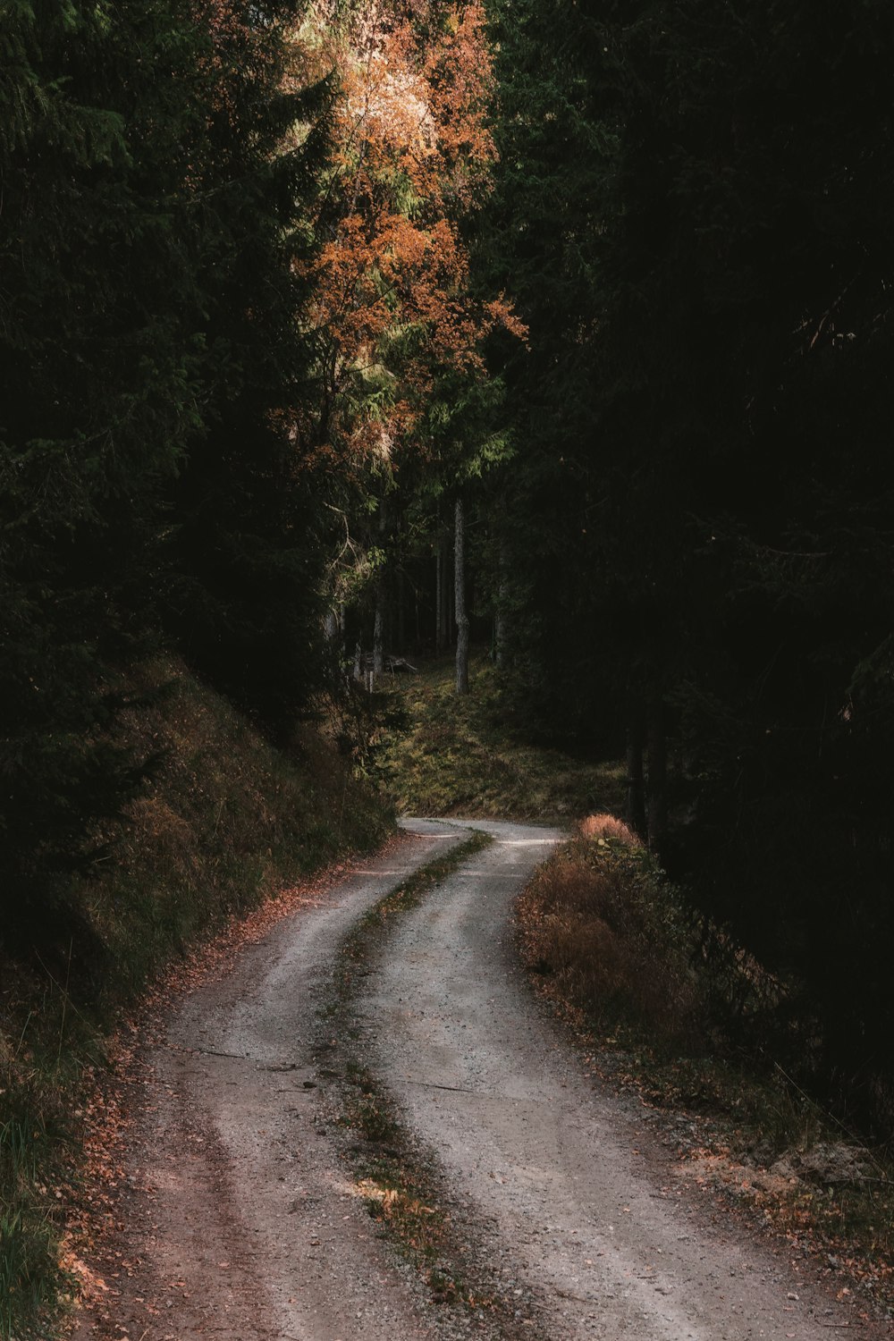 gray road in between trees at daytime