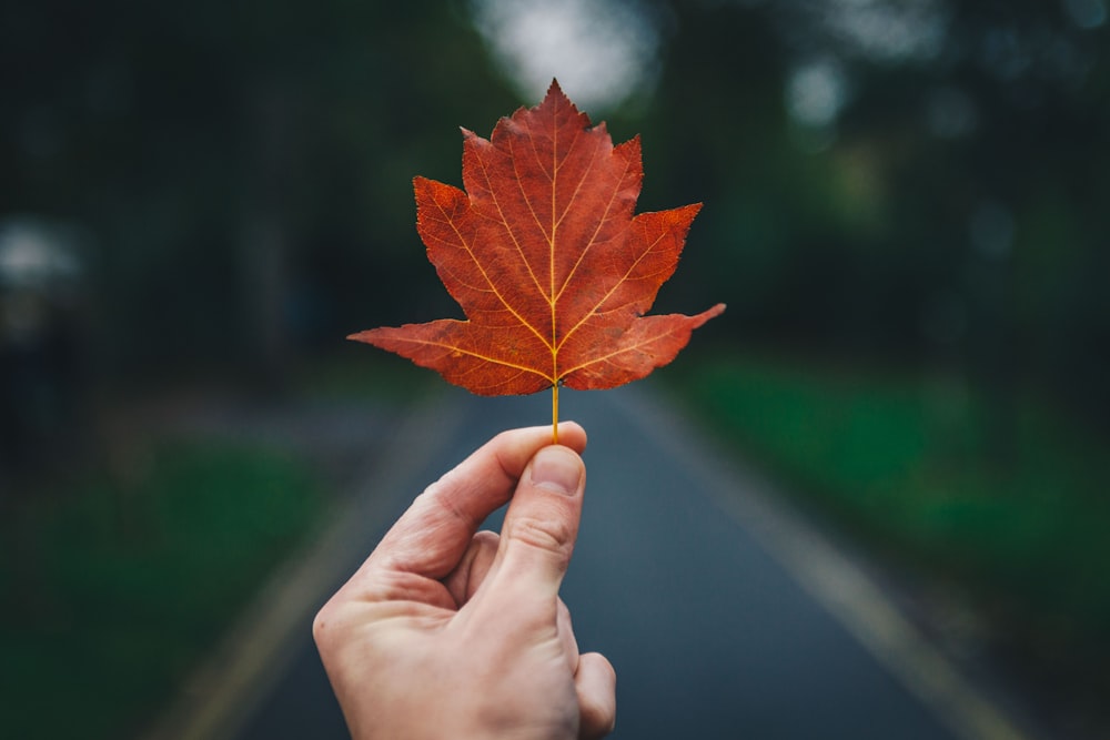 person holding leaf