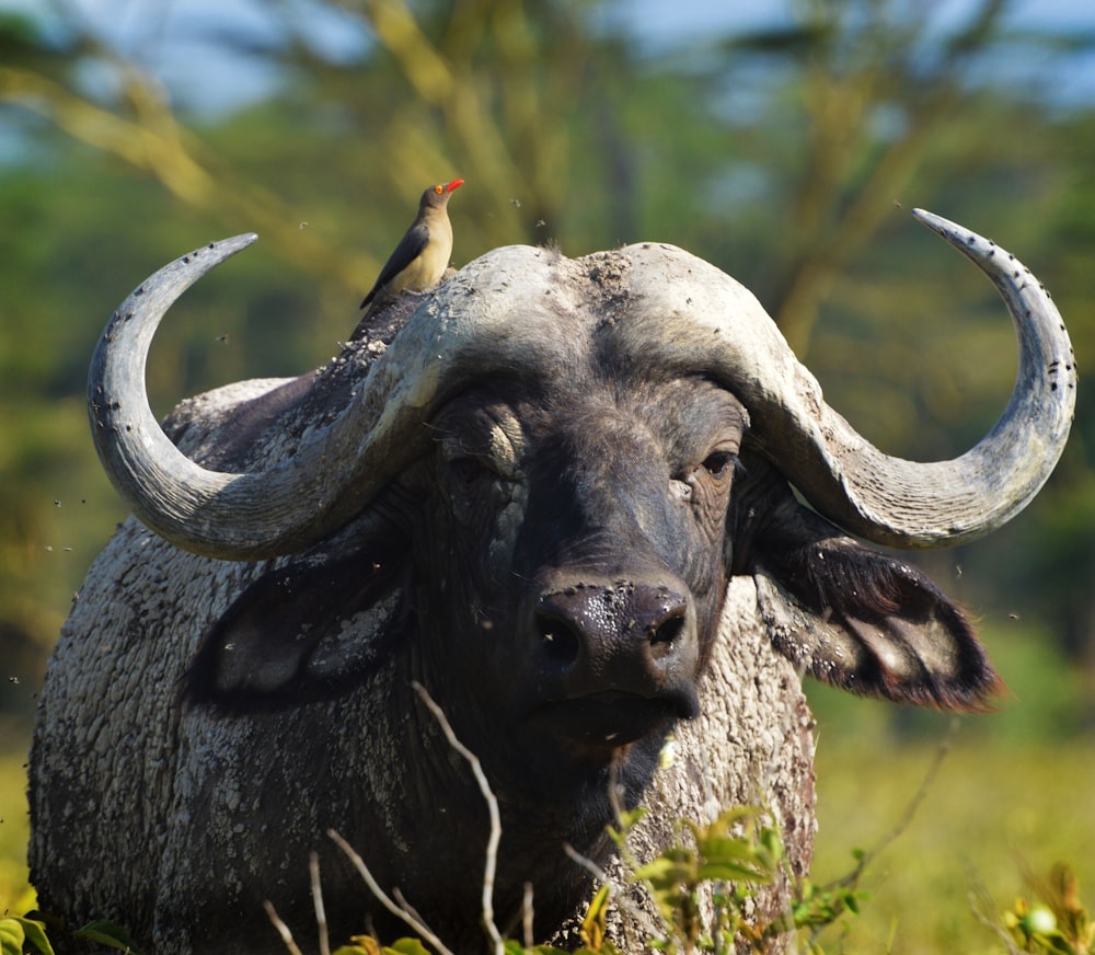 Uccello marrone in cima al bufalo nero nella fotografia a fuoco selettiva