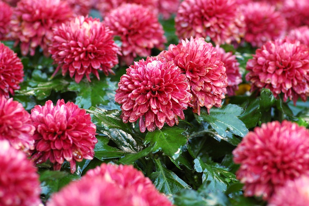 blooming red petaled flowers