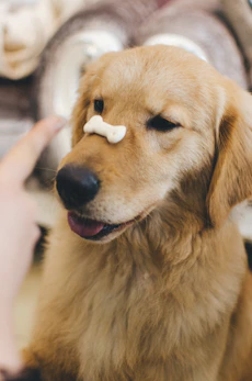 adult golden retriever with cookie bone on nose