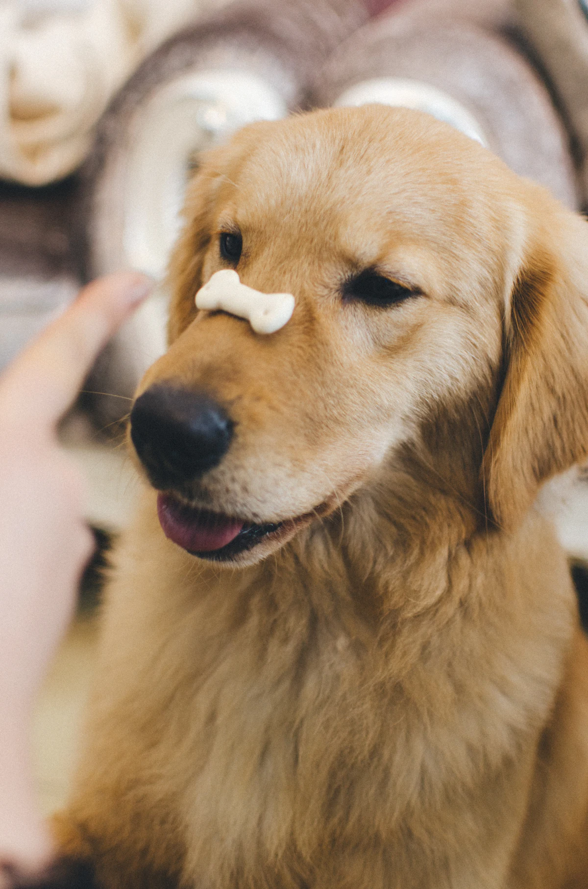Golden retriever avec un biscuit en forme d'os posé sur le museau