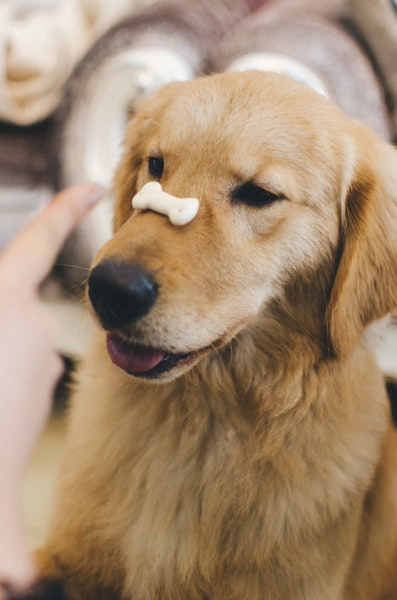 Pet Treats