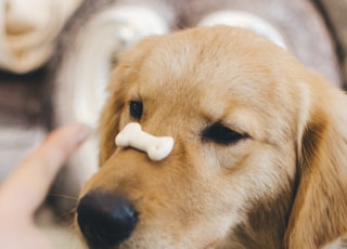 adult golden retriever with cookie bone on nose