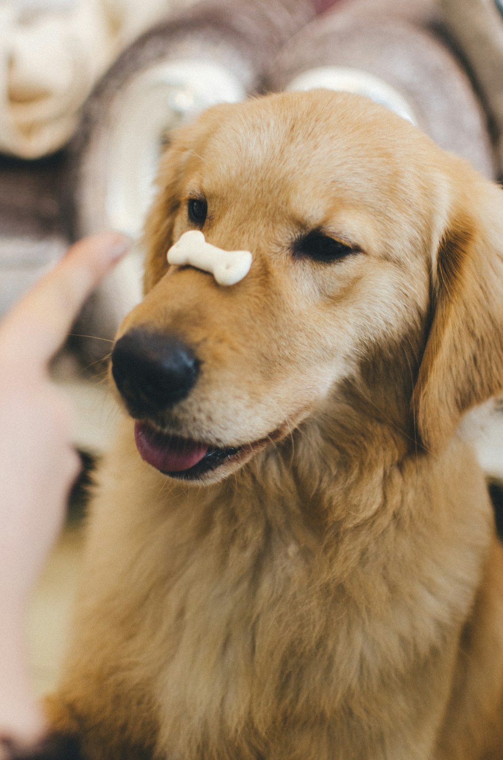 adult golden retriever with cookie bone on nose