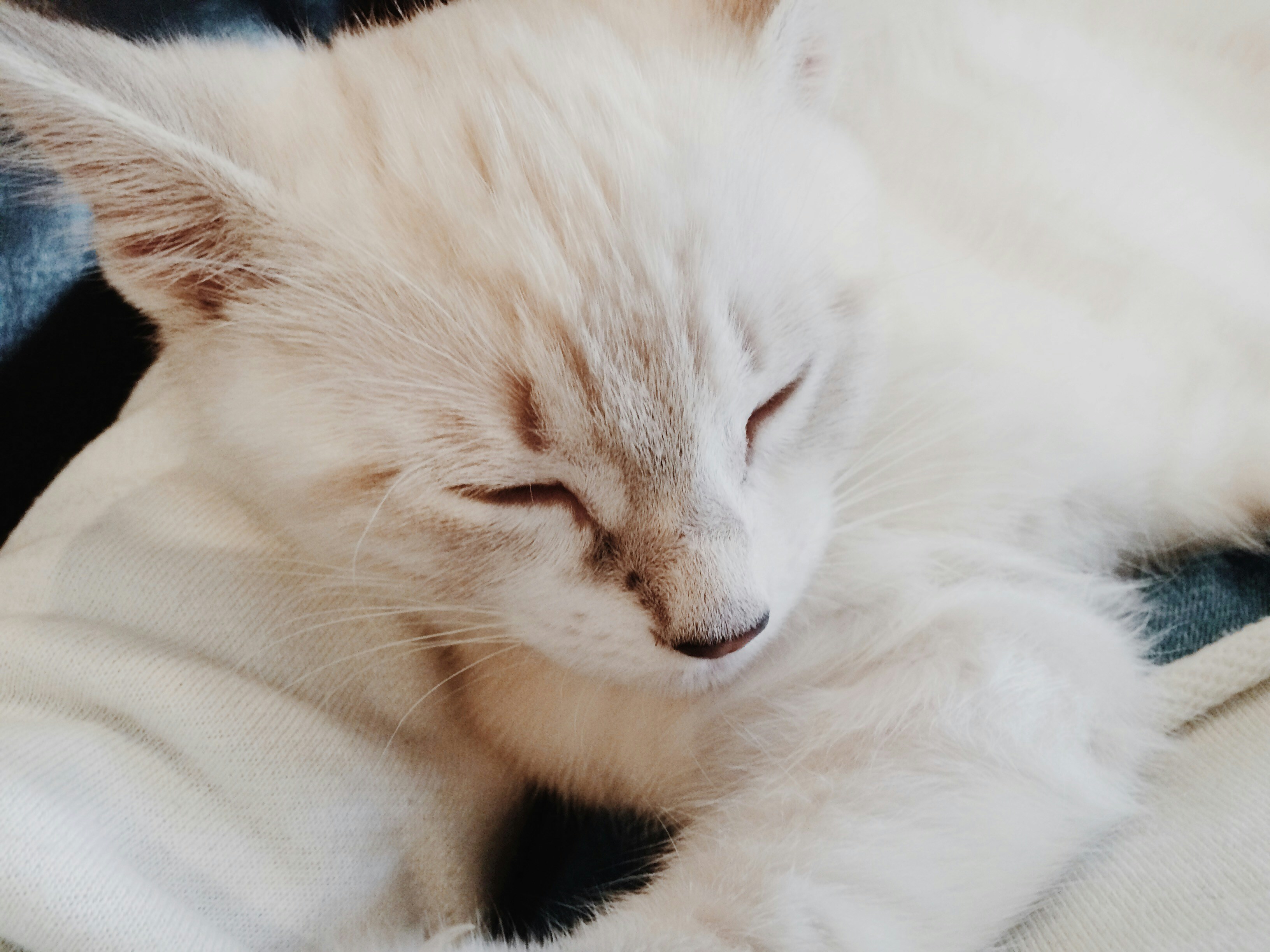 宠物论坛网站策划书，打造宠物爱好者们的交流天堂