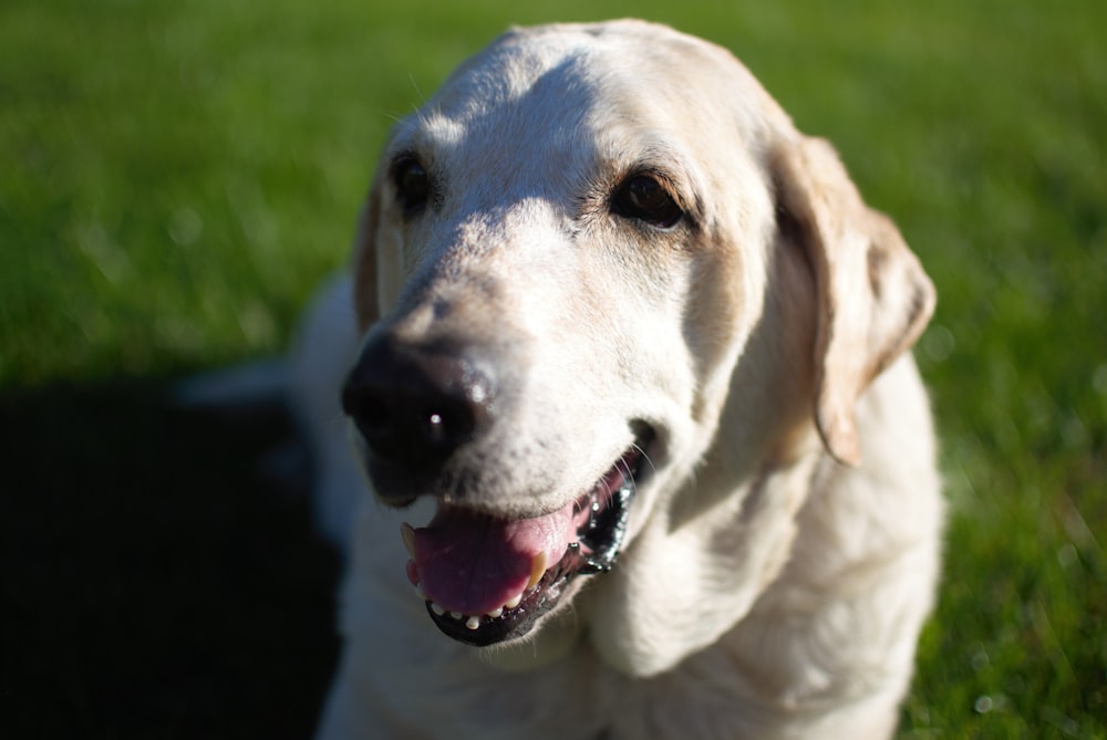 white and brown dog on grasses