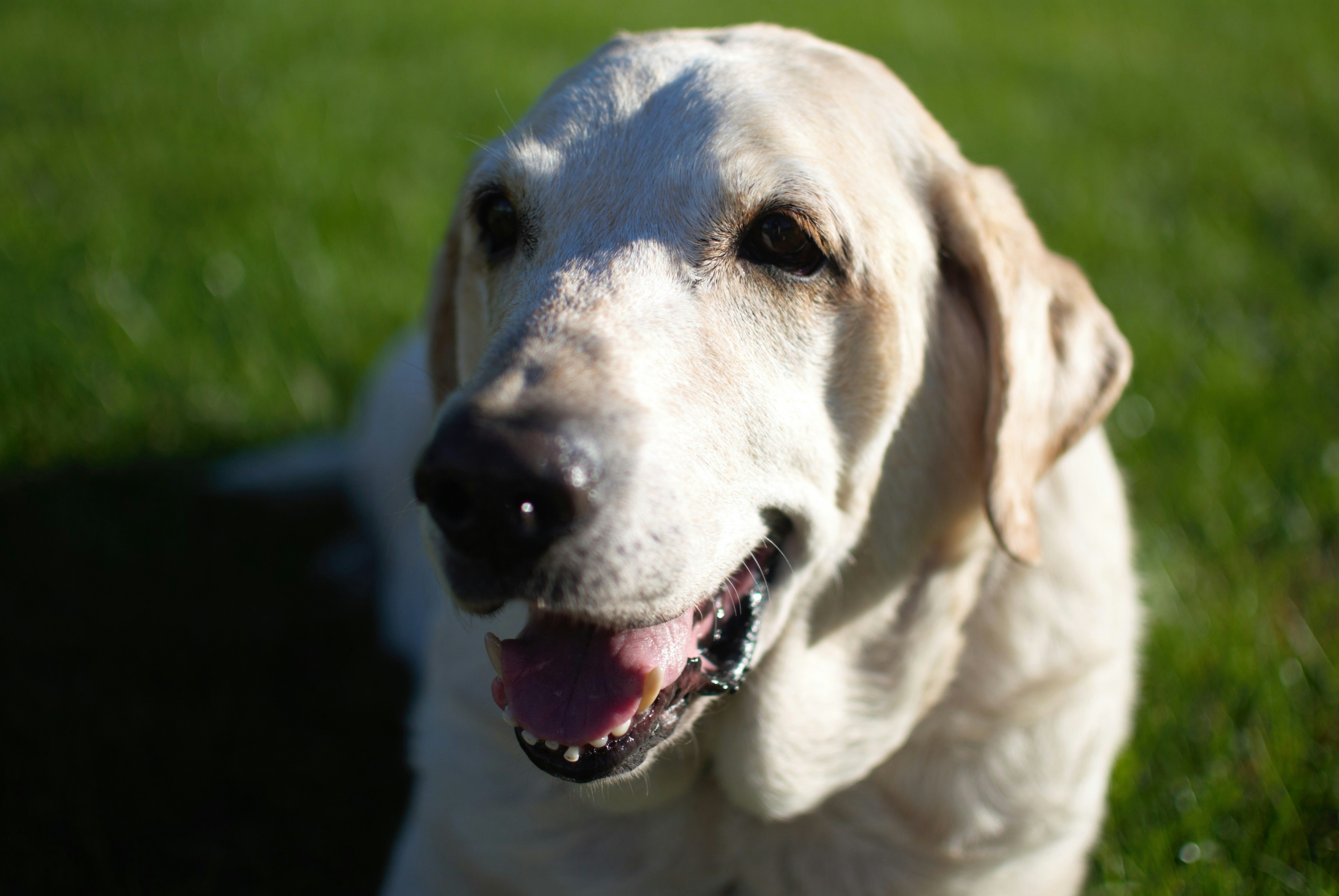 This is Bosco, He’s a lab/basset hound mix with a deformed front paw. Hands down he is the best dog ever! We picked him up as a stray wandering around the neighborhood, and he’s stayed with us so I guess we’re not too bad owners ;) He’s not super well trained (sit, down, stay etc.) but he’s very sweet and ever since we’ve had him he’s never bitten anyone. Even though he is a Labrador he hates water, so it’s quite the process when I attempt to give this 90 pound dog a bath. He loves squeaky toys, bacon dog treats, snow, piles of leaves, walks and car rides. And that’s Bosco in a nutshell.