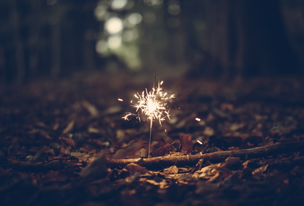 Feu d’artifice dans les bois