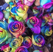 closeup of multicolored petaled roses