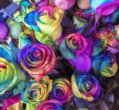 closeup of multicolored petaled roses