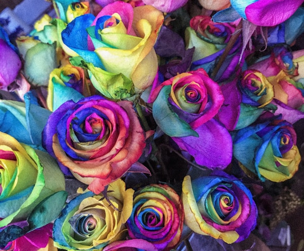 closeup of multicolored petaled roses