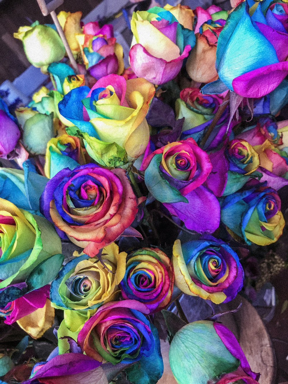Closeup de rosas de pétalas multicoloridas