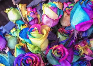 closeup of multicolored petaled roses