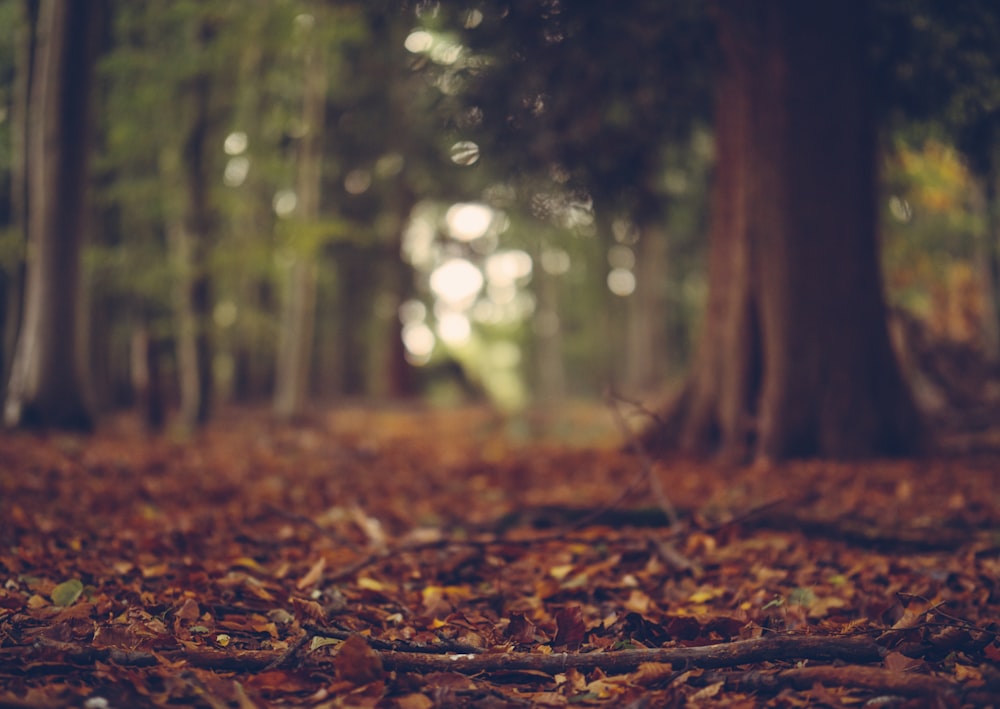 leaves in forest