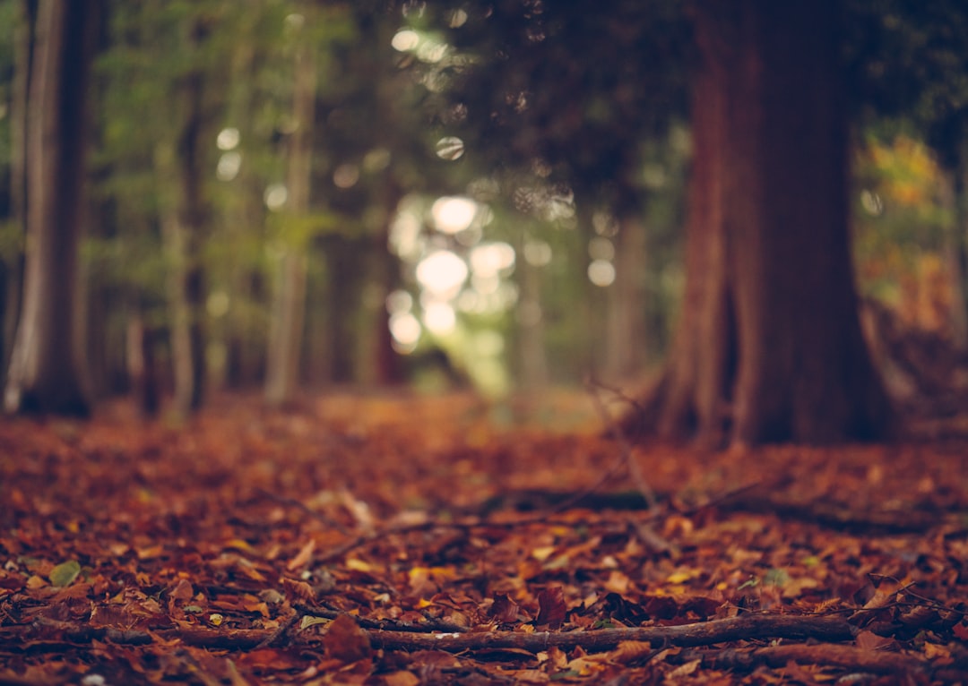 leaves in forest