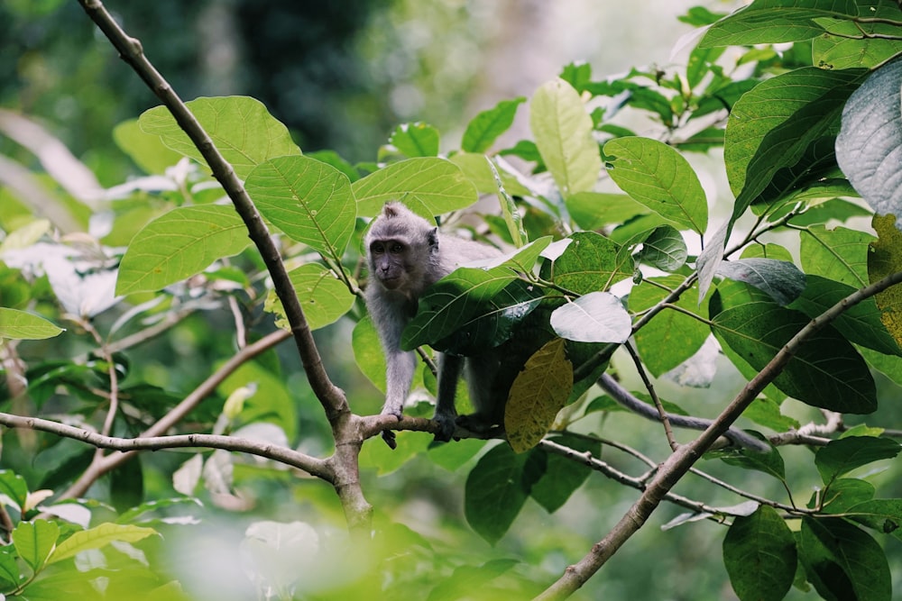 monkey on branch at daytime