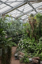 An indoor greenhouse filled with a variety of lush green plants and ferns. The scene includes large leafy plants, some with white flowers, and a stone pathway leading deeper into the space. Natural light filters through the glass ceiling, illuminating the foliage.