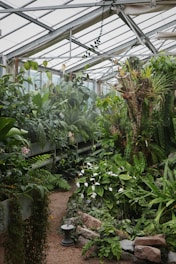 An indoor greenhouse filled with a variety of lush green plants and ferns. The scene includes large leafy plants, some with white flowers, and a stone pathway leading deeper into the space. Natural light filters through the glass ceiling, illuminating the foliage.