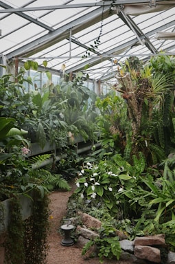 An indoor greenhouse filled with a variety of lush green plants and ferns. The scene includes large leafy plants, some with white flowers, and a stone pathway leading deeper into the space. Natural light filters through the glass ceiling, illuminating the foliage.