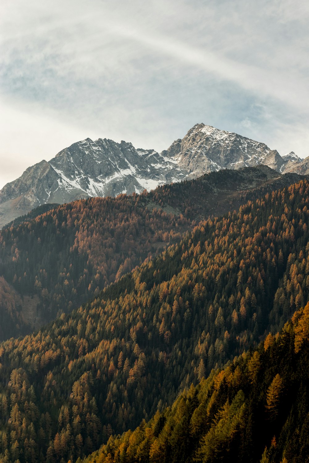 mountains coated with trees during daytime
