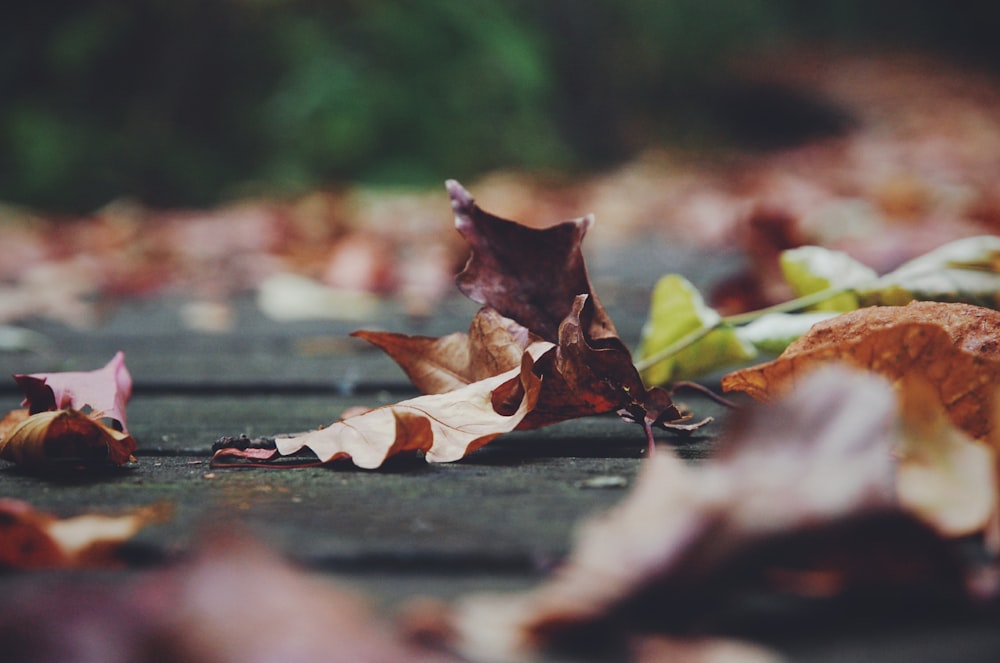 closeup photo of brown leaf