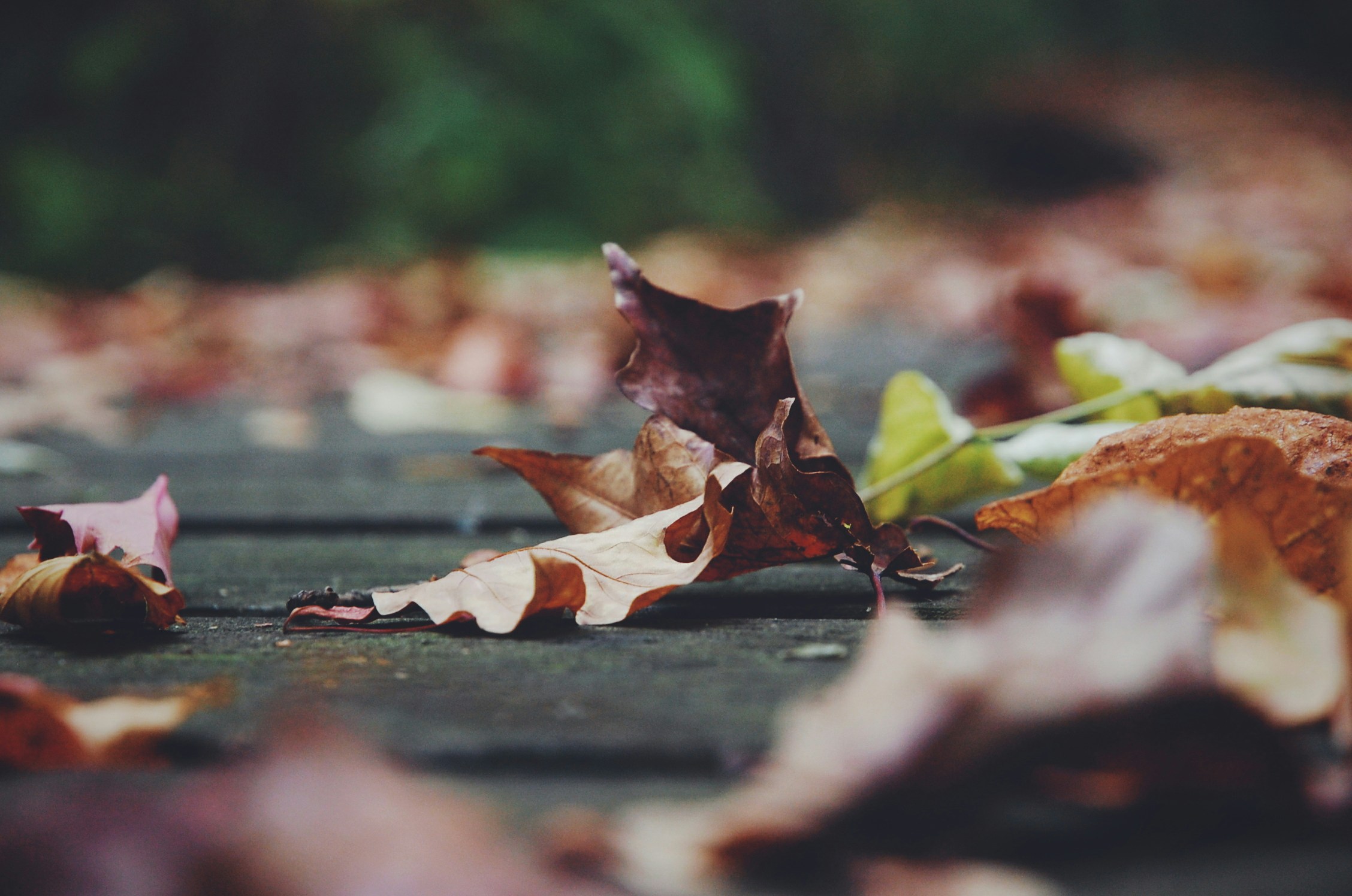Many wonders lie under the leaves. Image credit: John Silliman