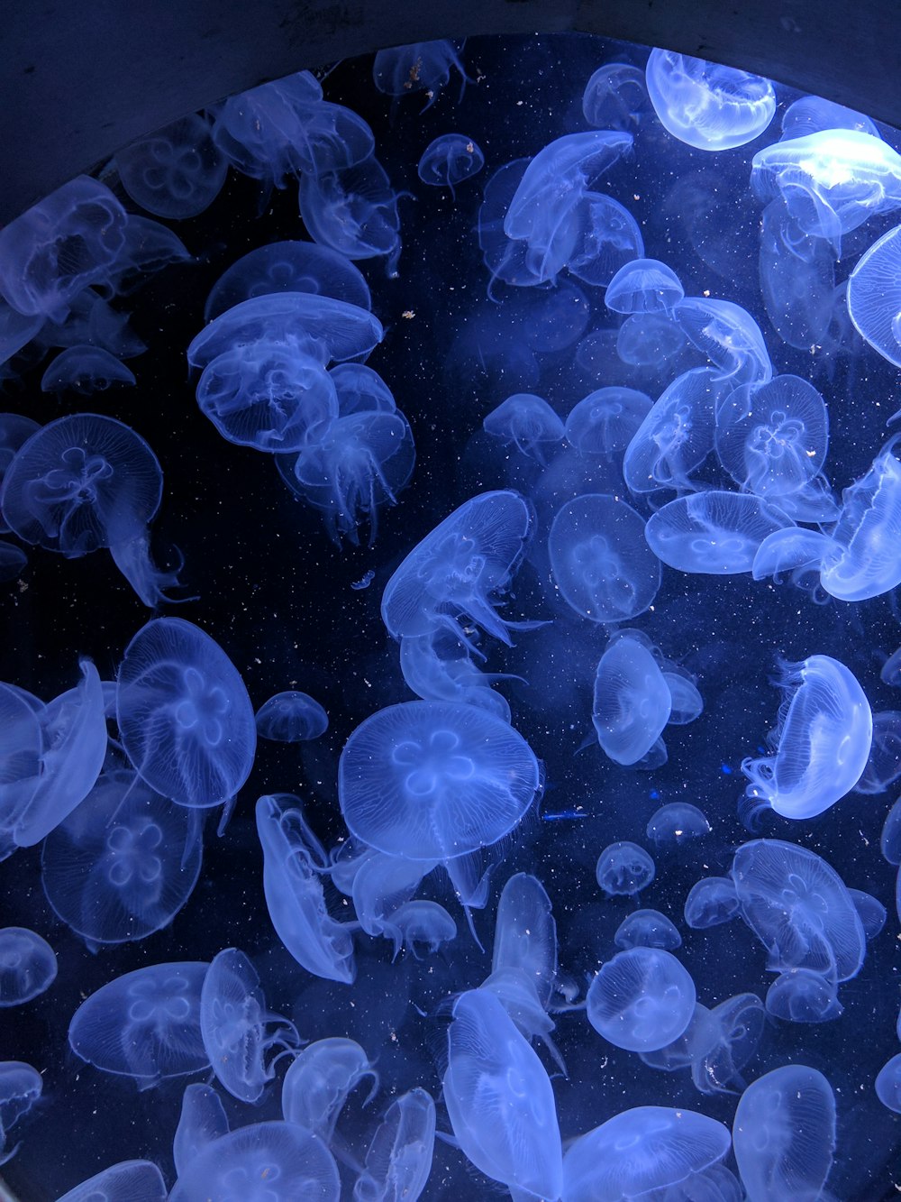 Cliché macro de méduses