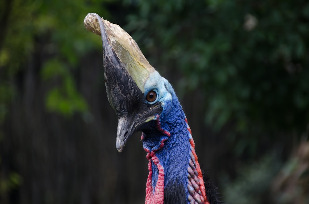 macro shot of black, blue, and red bird