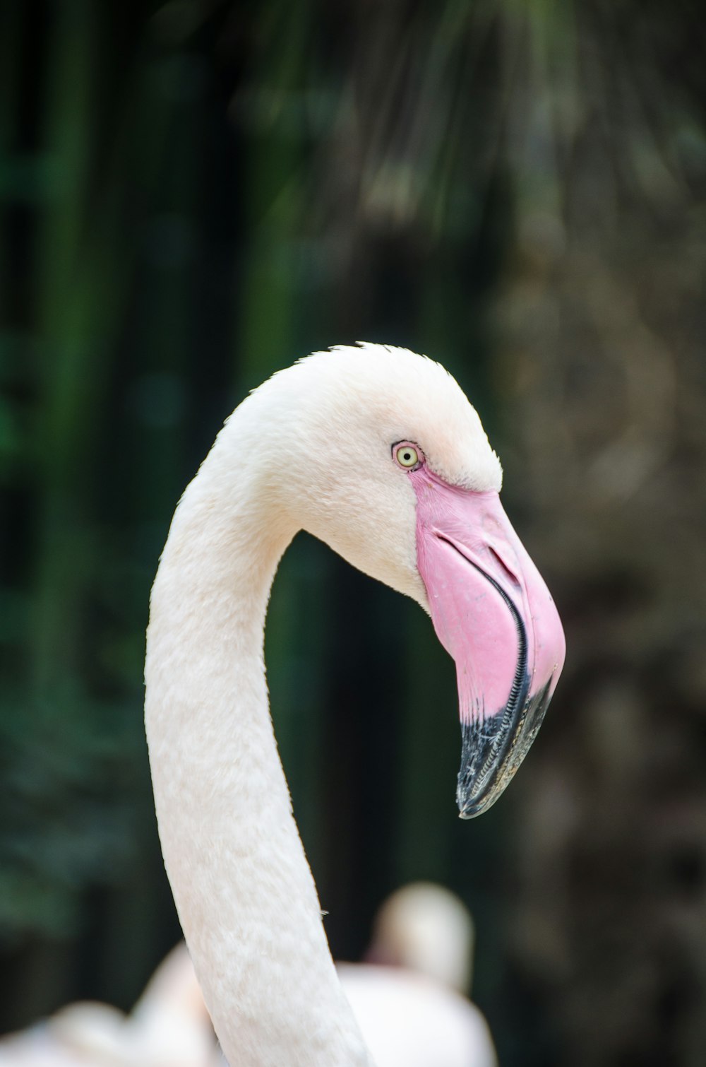 cisne