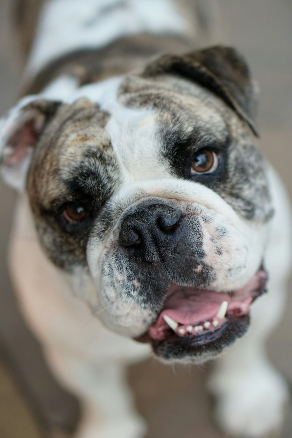 white and brown bulldog