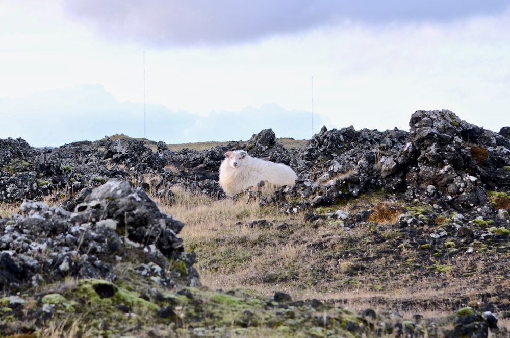 pecore bianche sul campo dell'erba