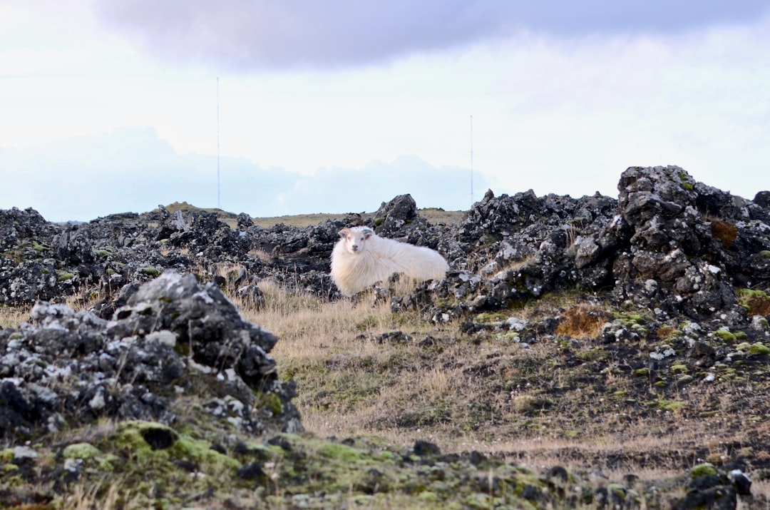 Tundra photo spot Grindavik Iceland