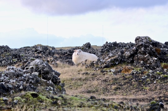 photo of Grindavik Tundra near Vik