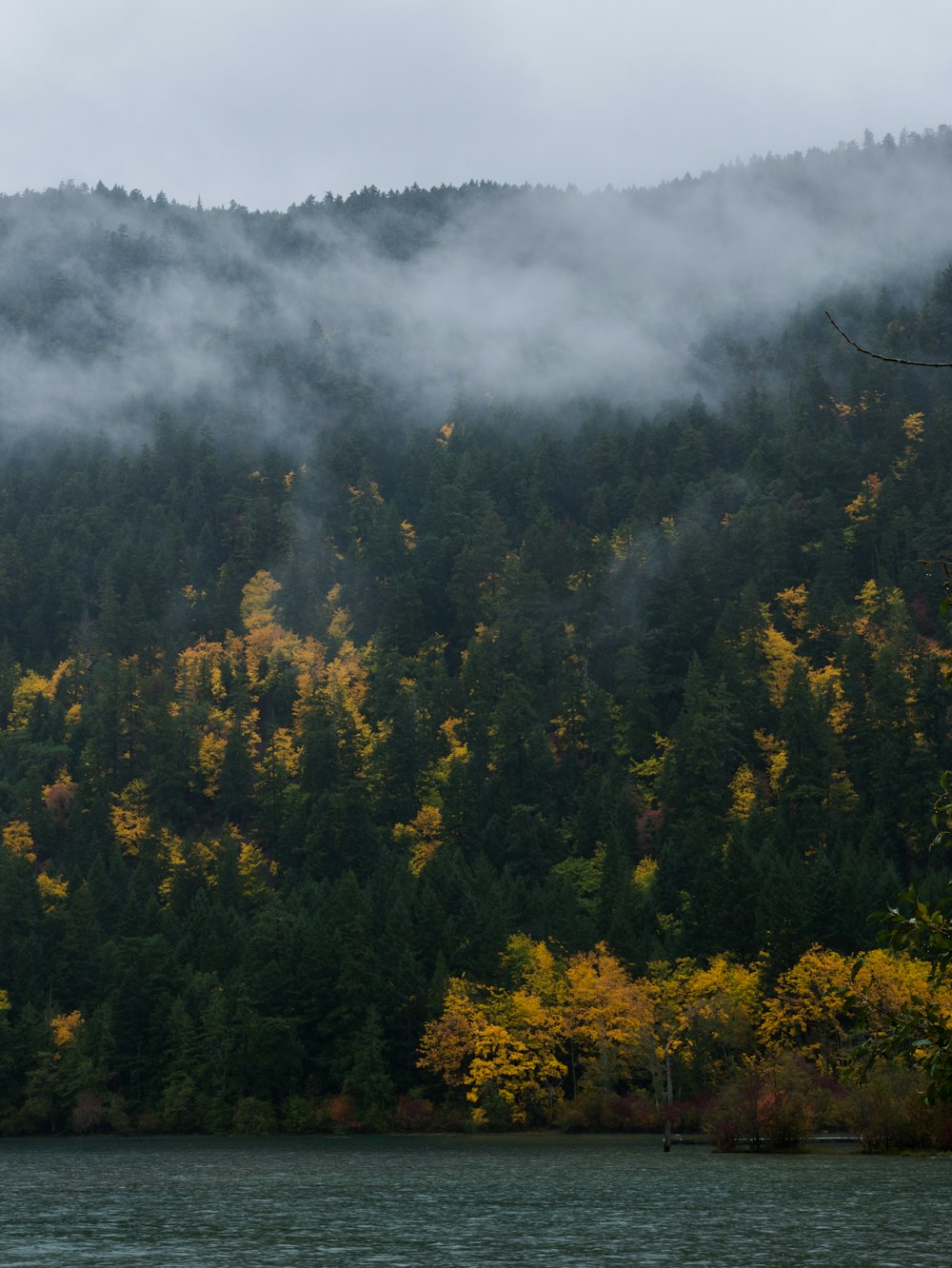 tall trees covered with smoke