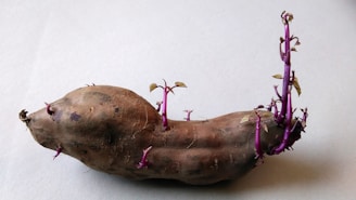 A sprouting sweet potato sits on a light gray surface. The potato has several purple shoots with small green leaves emerging from its surface, adding an organic and slightly unusual appearance.