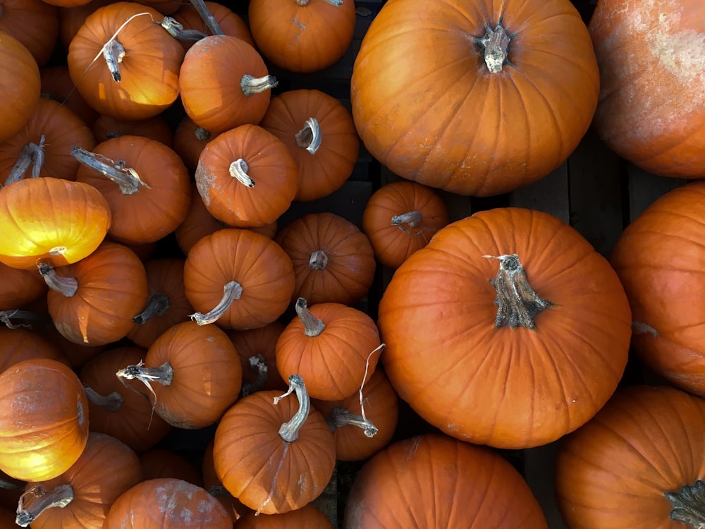 top view photo of beige squash lot