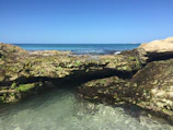 Tide pools glistening with marine life on a sunny afternoon.